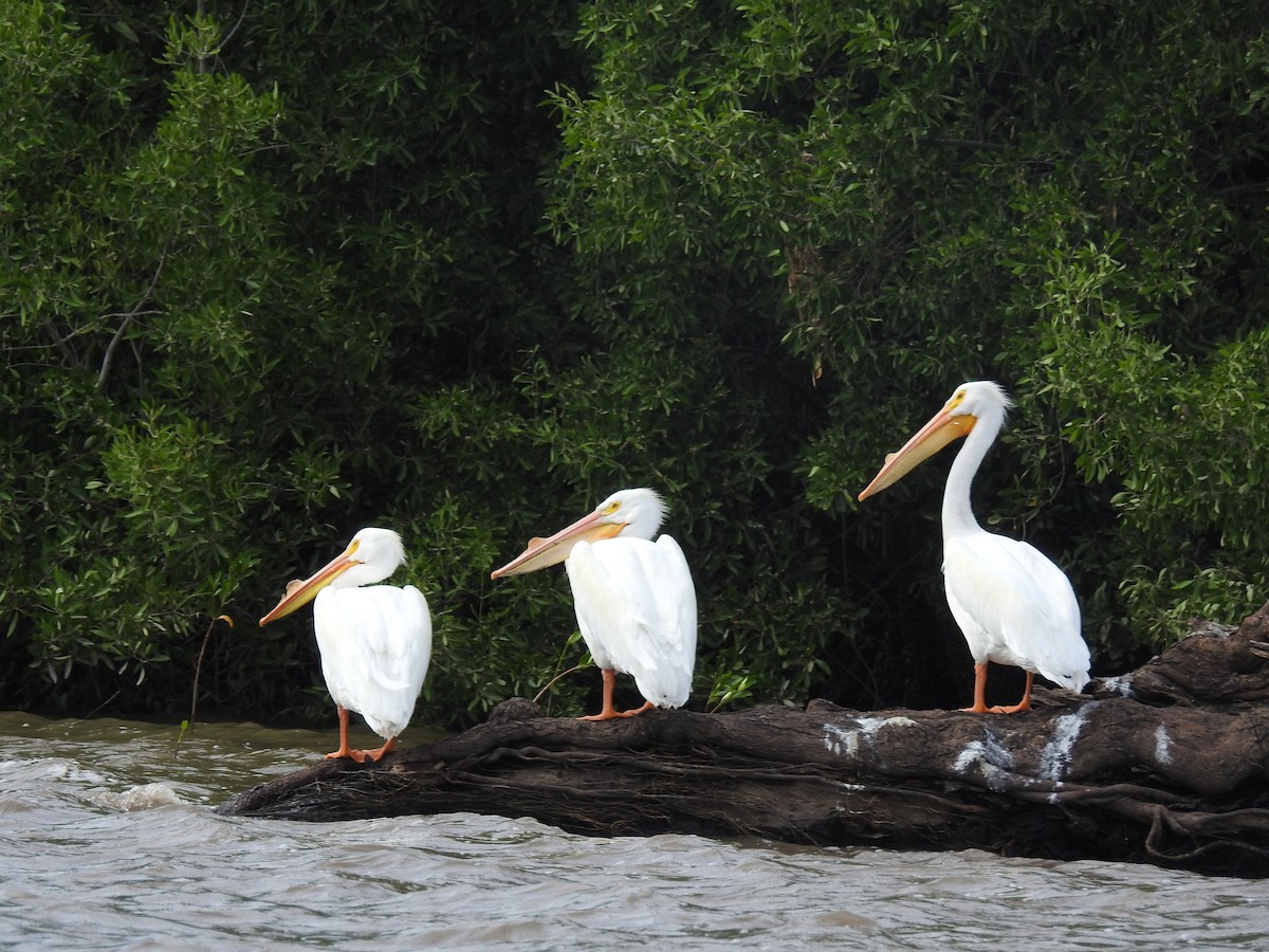 American White Pelican - ML546981231