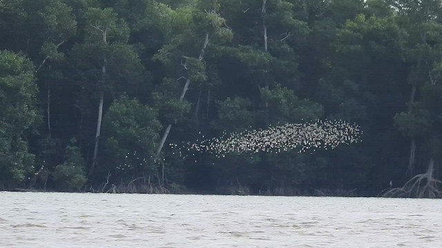 tanımsız küçük kumkuşu (Calidris sp.) - ML546981811