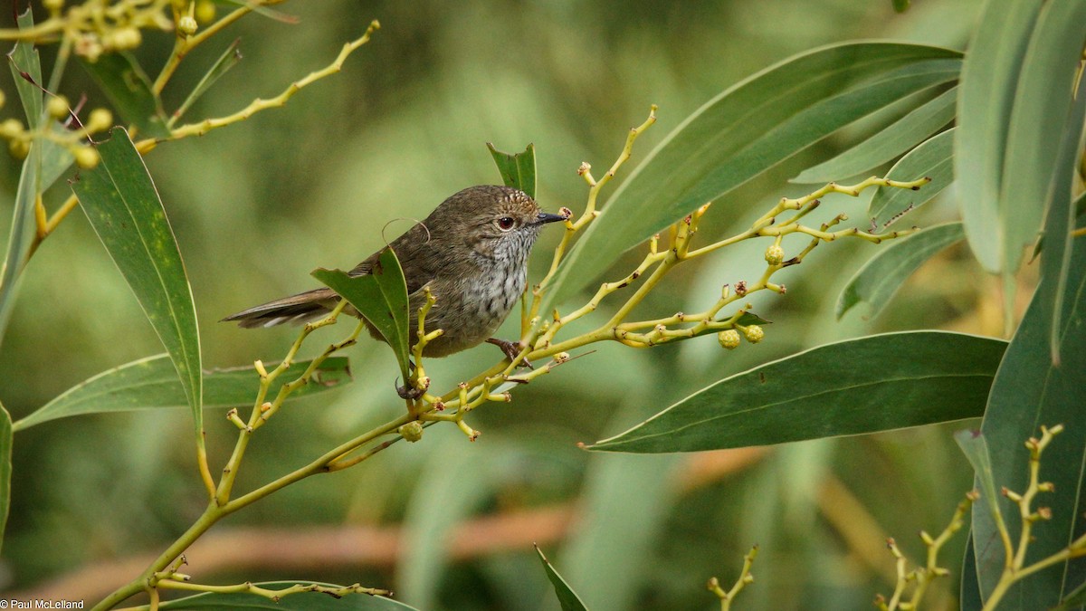 Brown Thornbill - ML546982151