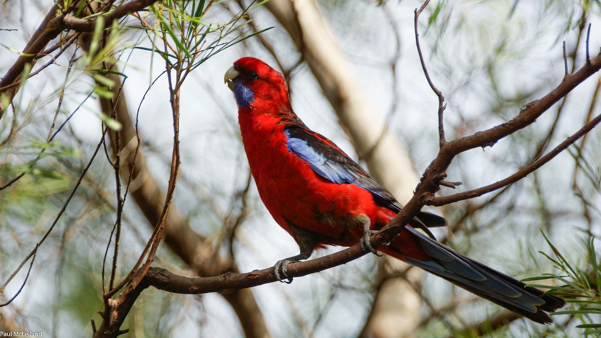 Crimson Rosella (Crimson) - paul mclelland