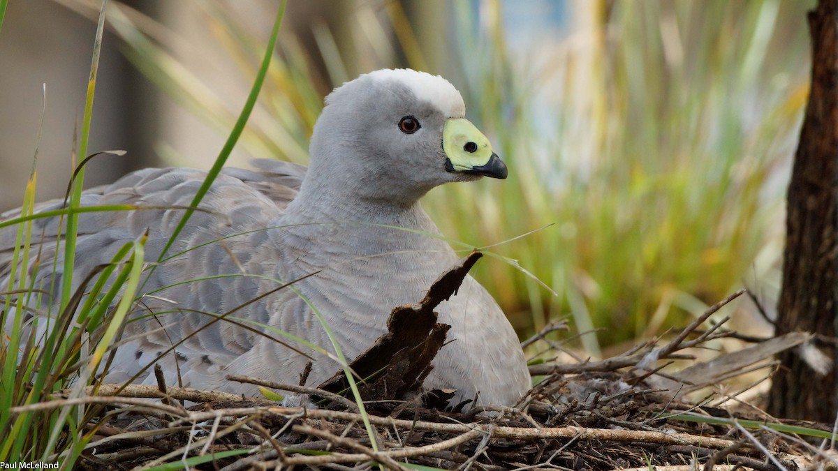 Cape Barren Goose - ML546982421