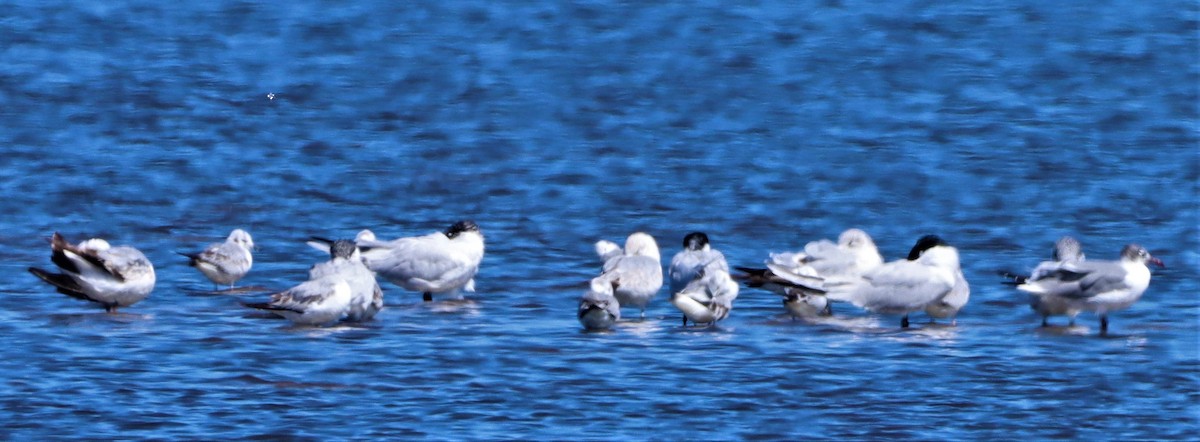 Royal Tern - ML546982431