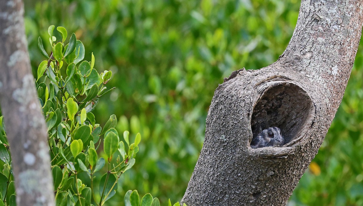 Australian Owlet-nightjar - ML546983061