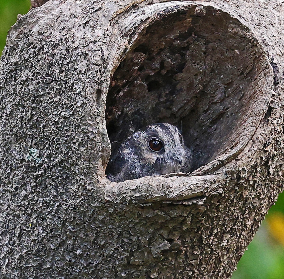 Australian Owlet-nightjar - ML546983071