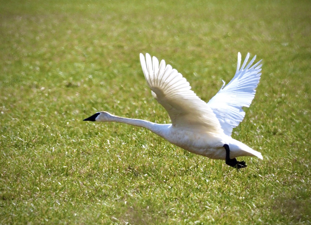 Trumpeter Swan - ML546983711