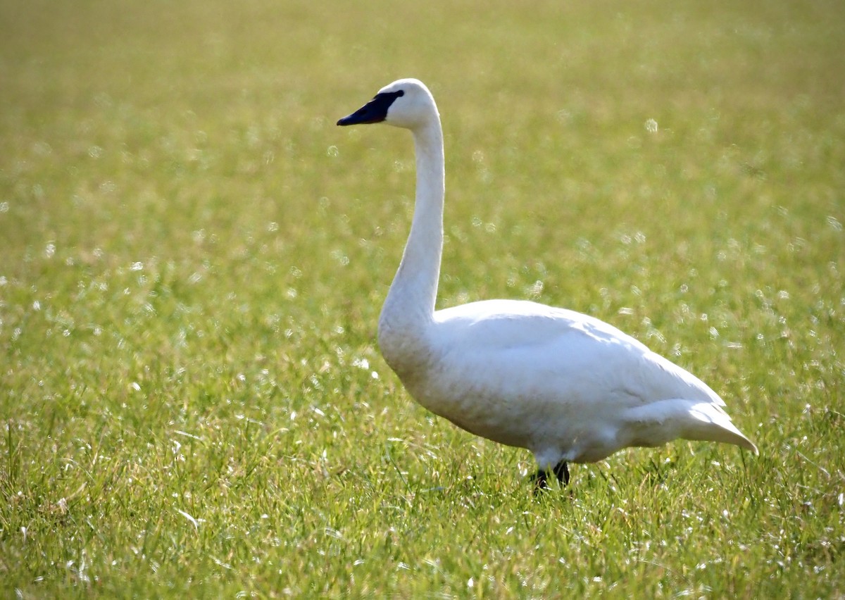 Trumpeter Swan - ML546983721