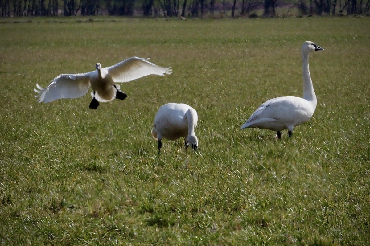 Trumpeter Swan - ML546983731