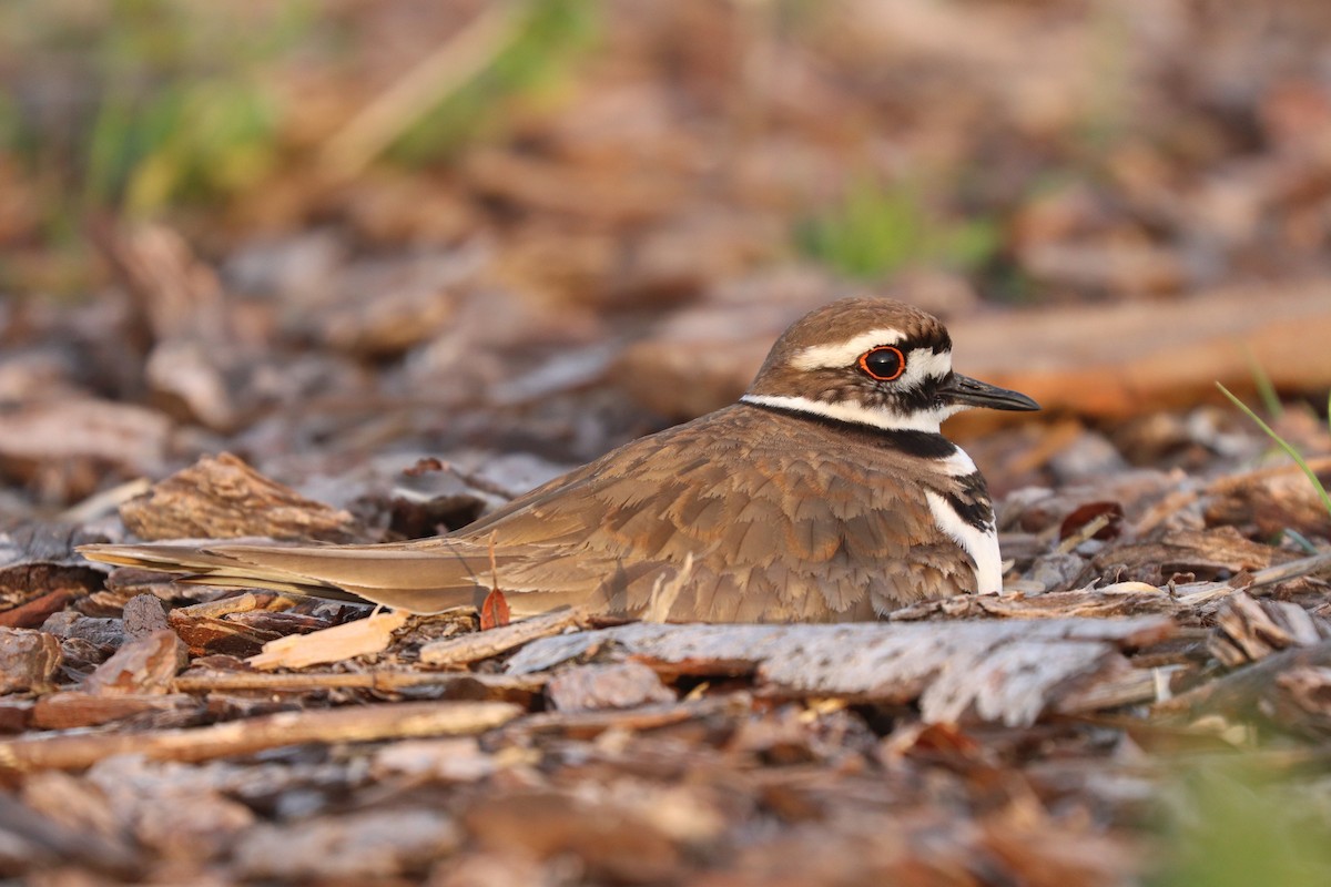 Killdeer - vijay t