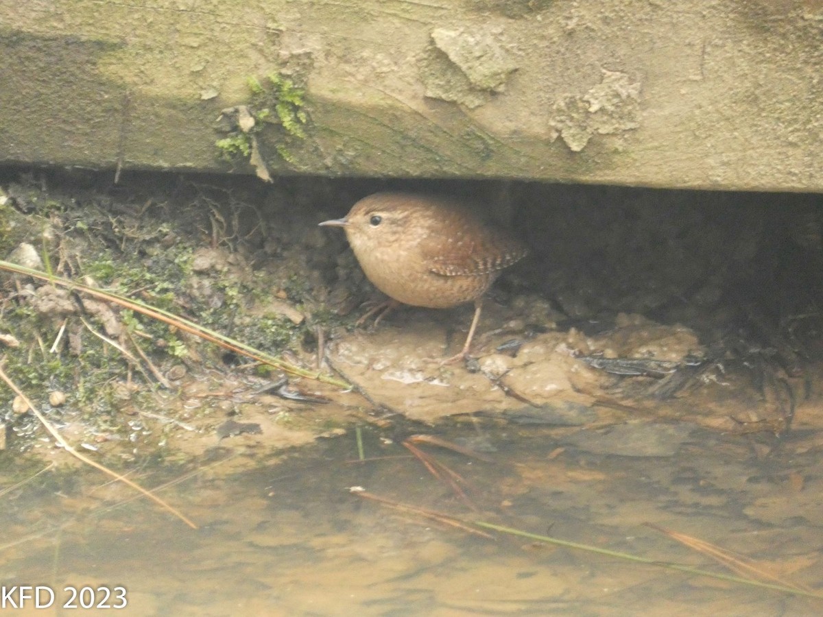 Troglodyte des forêts - ML546985261