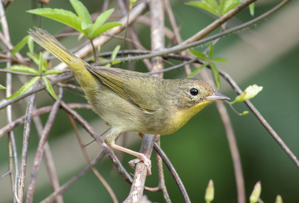 Common Yellowthroat - ML546985541