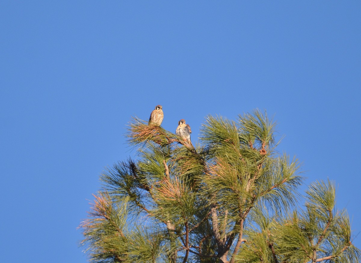 American Kestrel - Carol Riddell