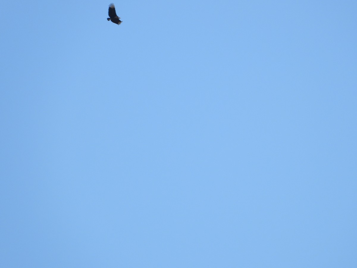 Black Vulture - ML546986611