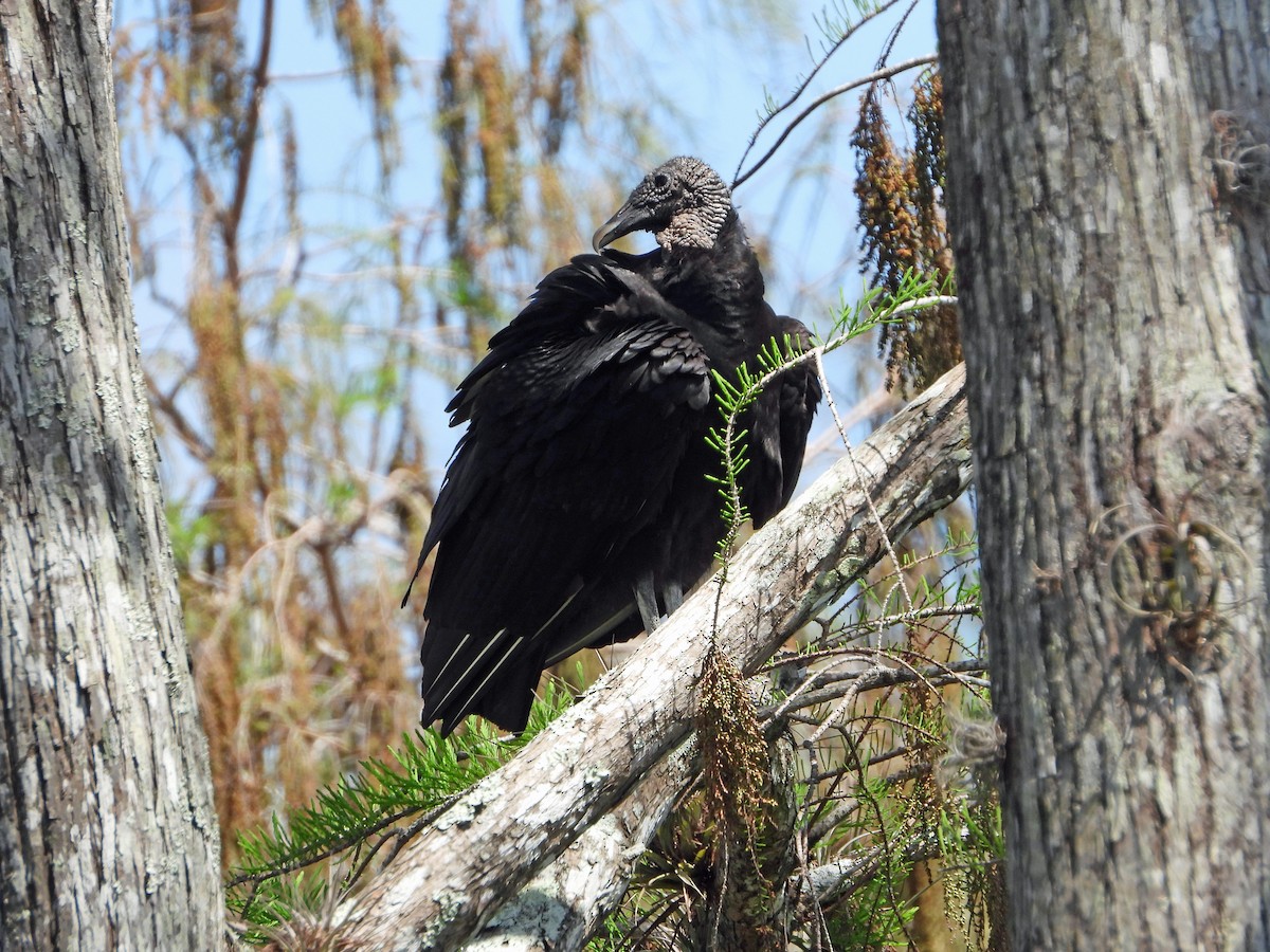 Black Vulture - ML546986631