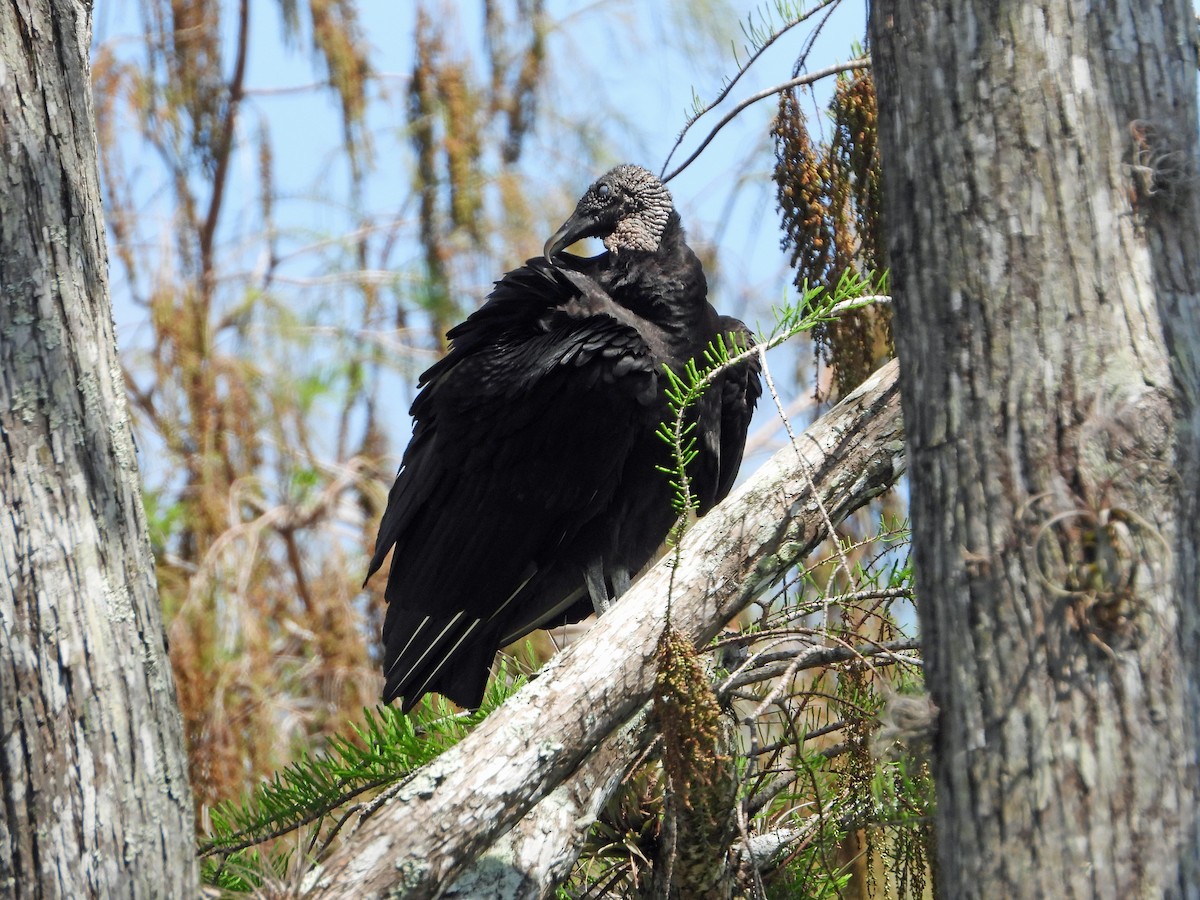 Black Vulture - ML546986641