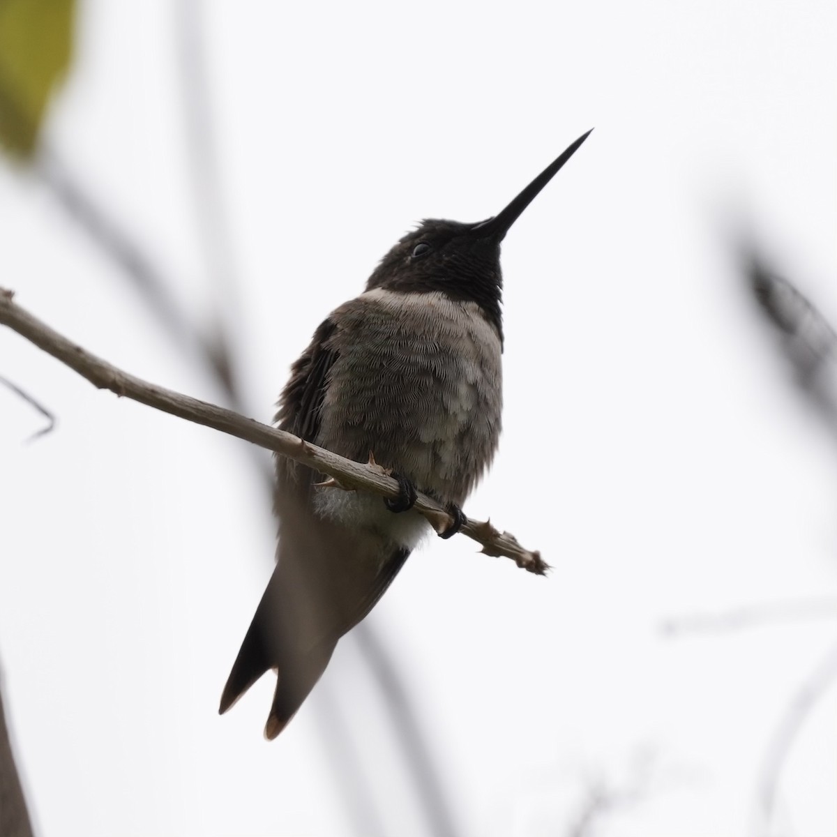 Black-chinned Hummingbird - Félix Cloutier