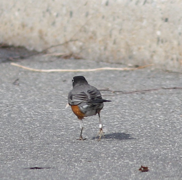 American Robin - Alexander "Sasha" Keyel