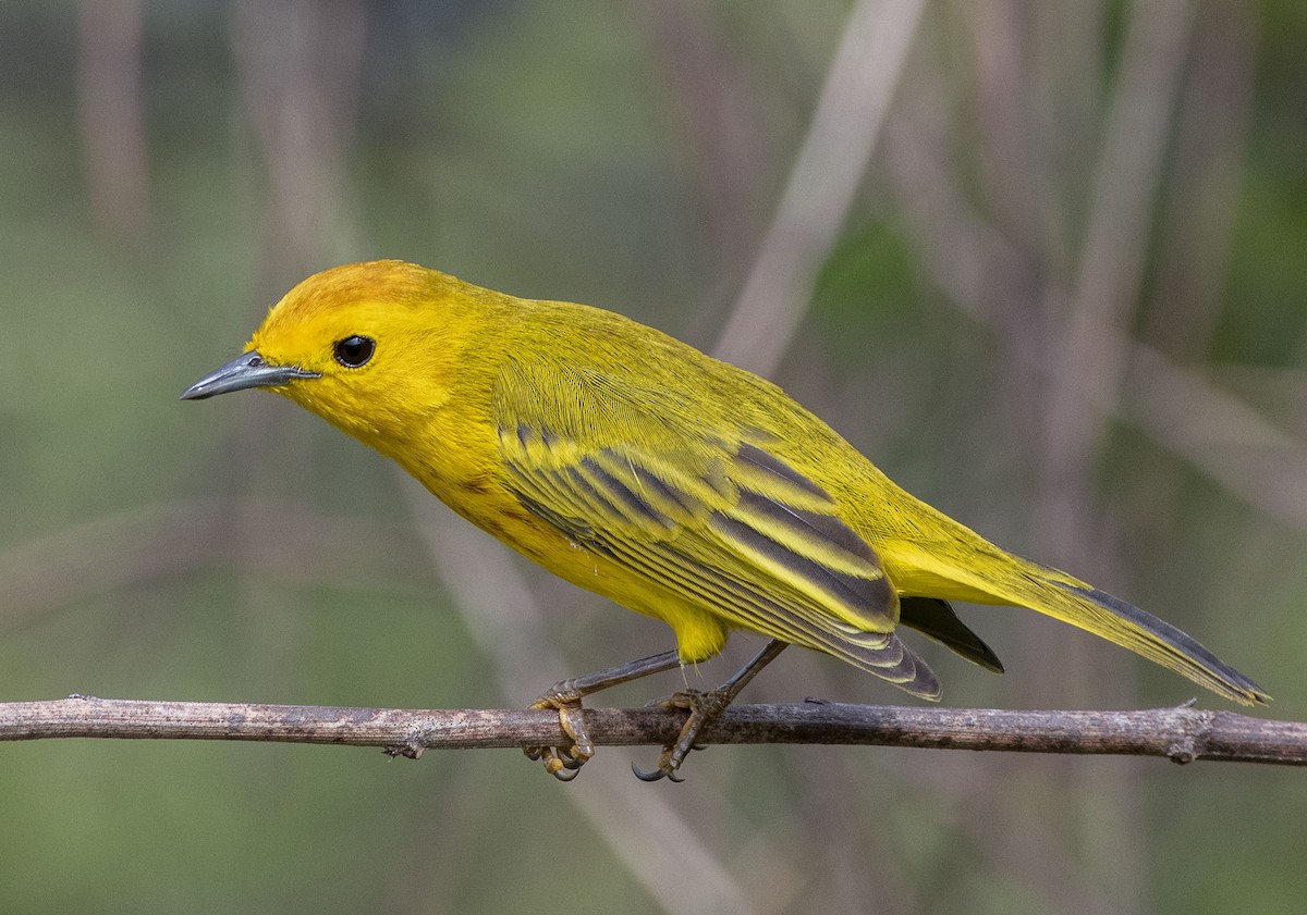 Yellow Warbler (Golden) - ML546988491