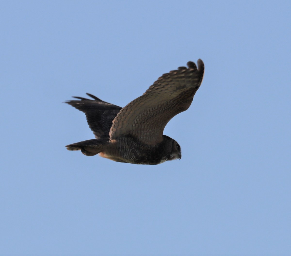 Great Horned Owl - ML546989121