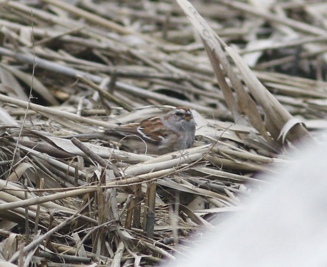 American Tree Sparrow - ML546989321