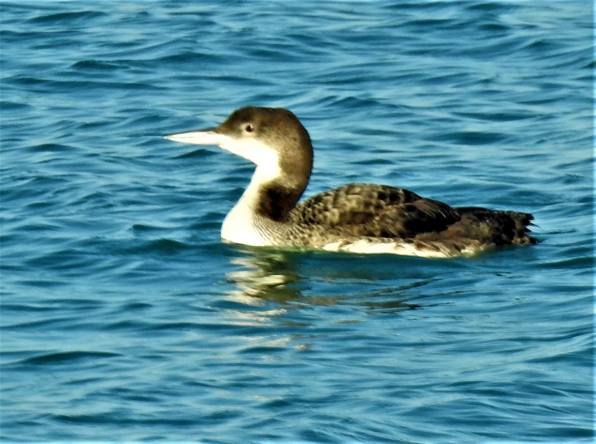 Common Loon - ML546989981