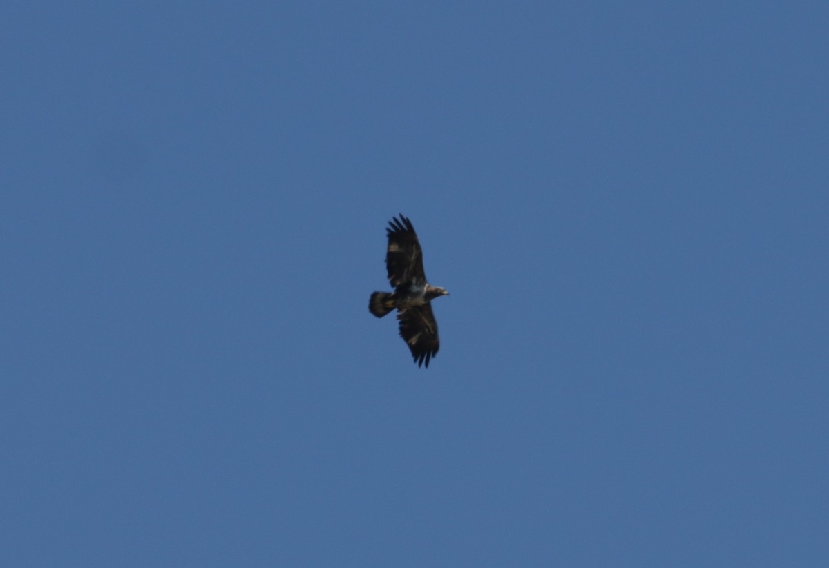 Bald Eagle - Juli deGrummond