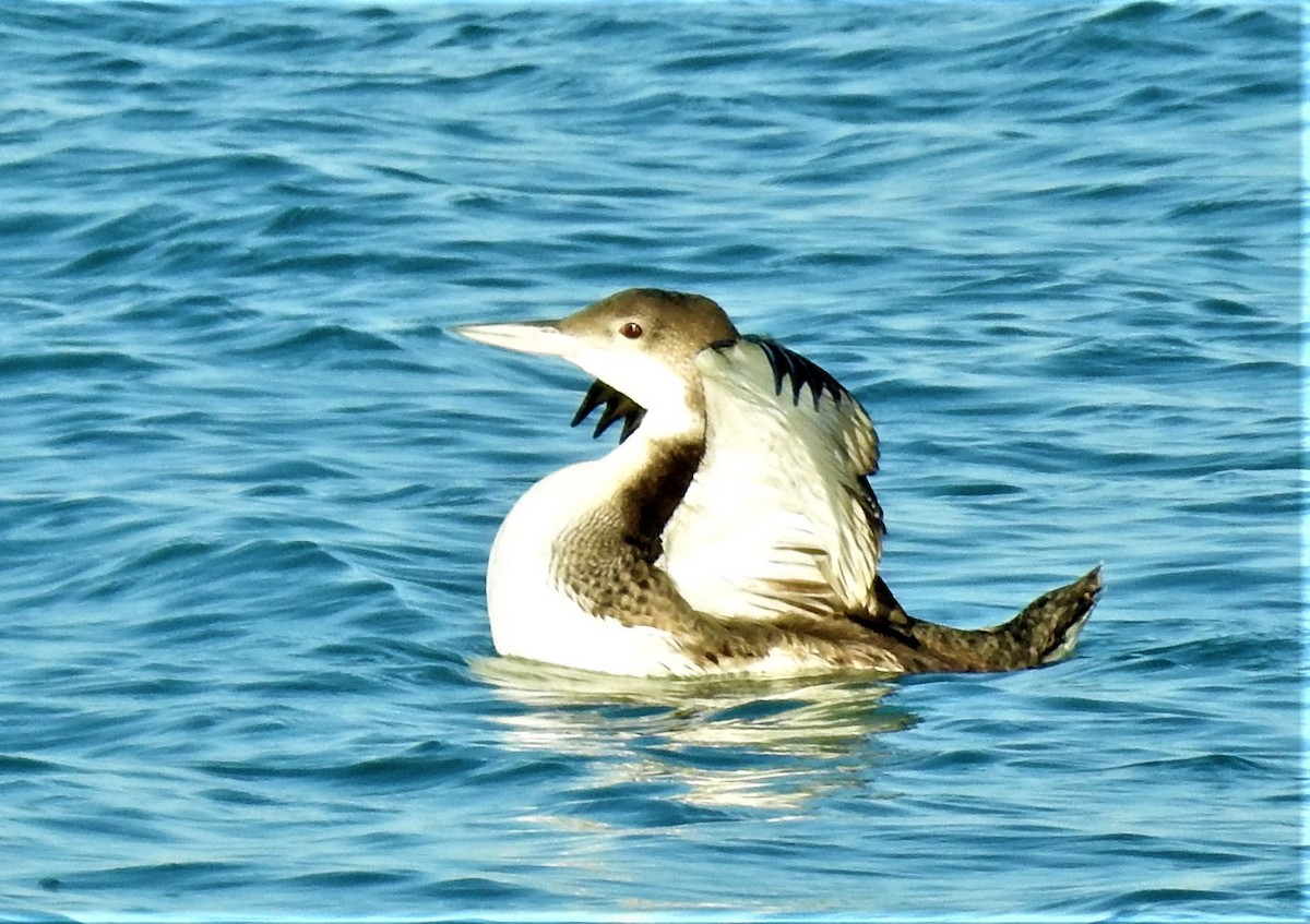 Plongeon huard - ML546992861