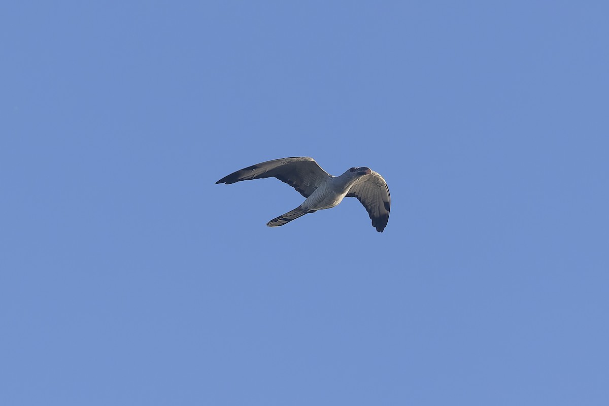 Channel-billed Cuckoo - ML546993161