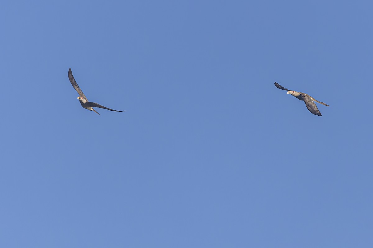 Channel-billed Cuckoo - ML546993181