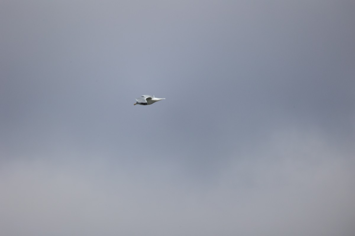 Ring-billed Gull - ML546993271