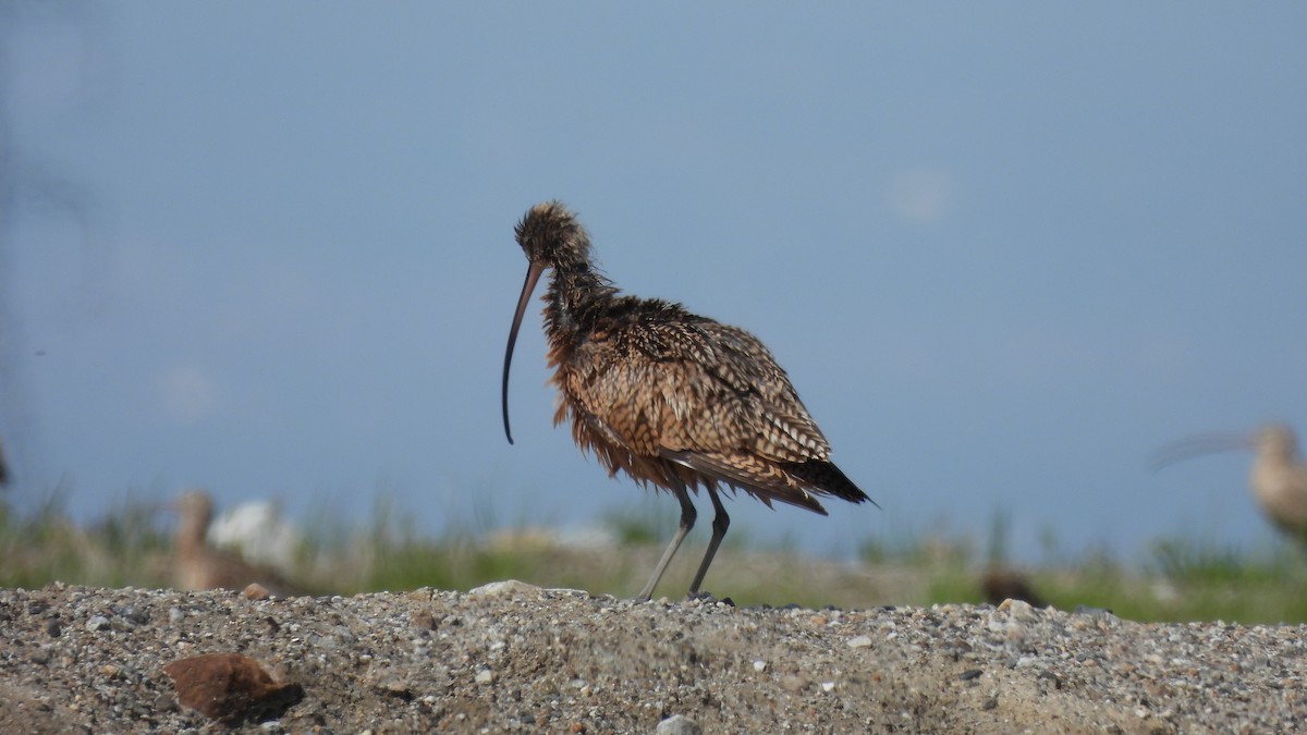 Long-billed Curlew - ML546994091