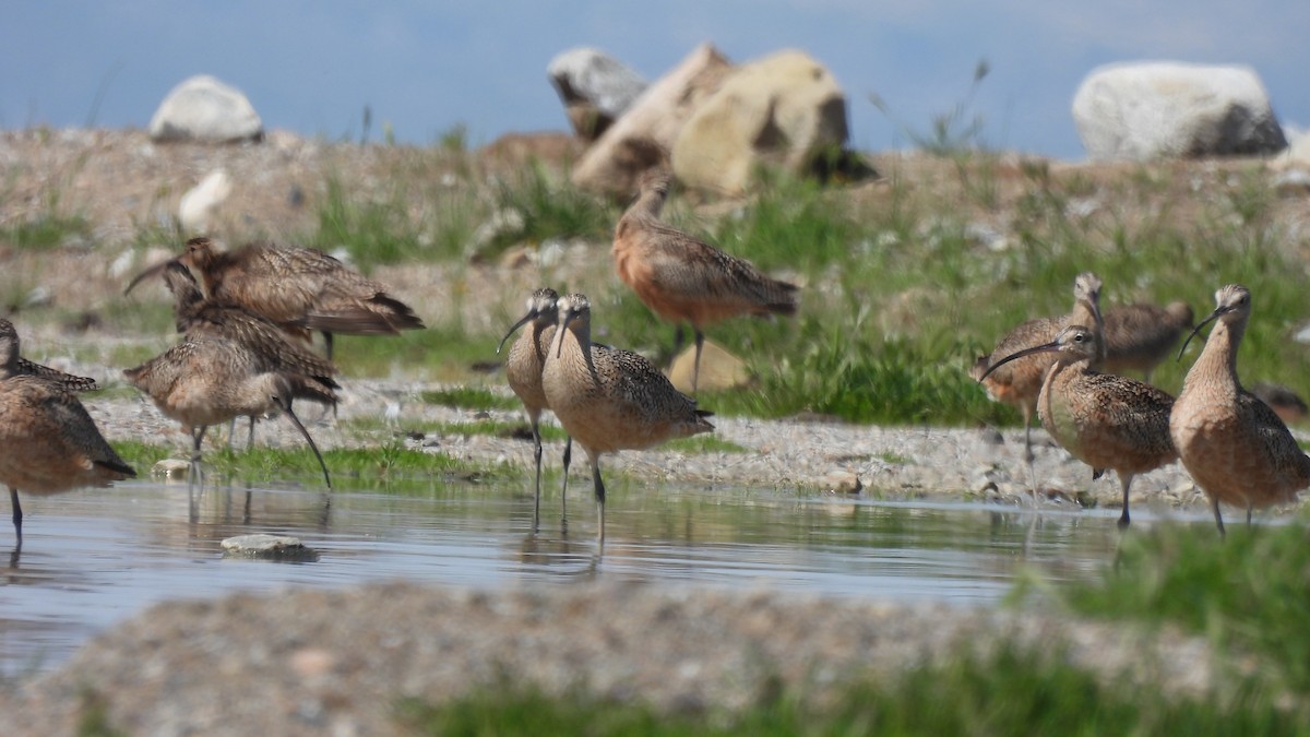 Long-billed Curlew - ML546994111