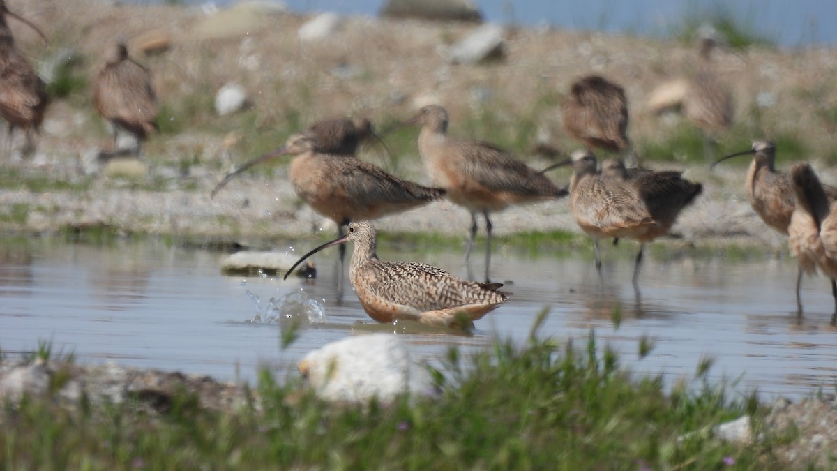 Long-billed Curlew - ML546994121