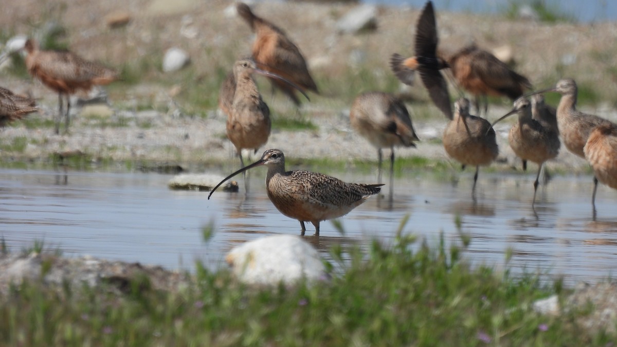 Long-billed Curlew - Karen Evans