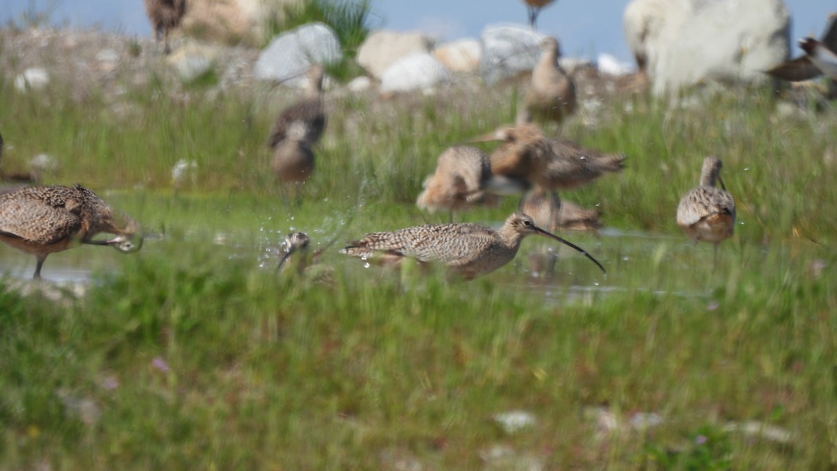 Long-billed Curlew - ML546994141