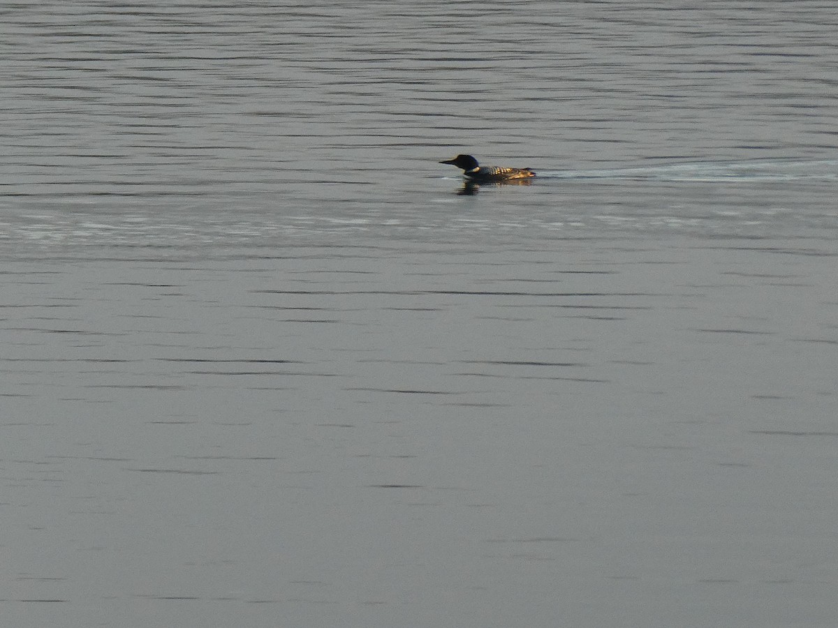 Common Loon - ML546994271