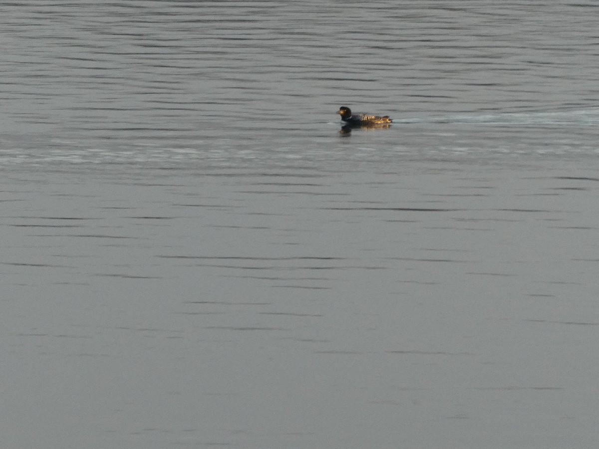 Common Loon - ML546994281