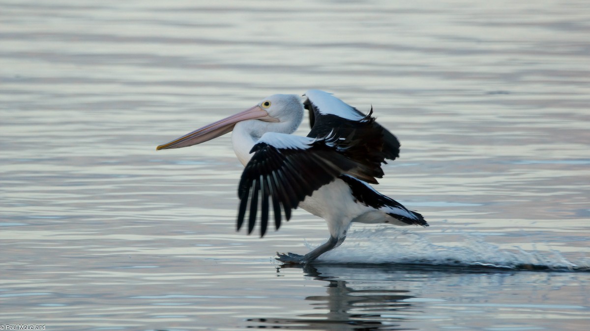 pelikán australský - ML546994431