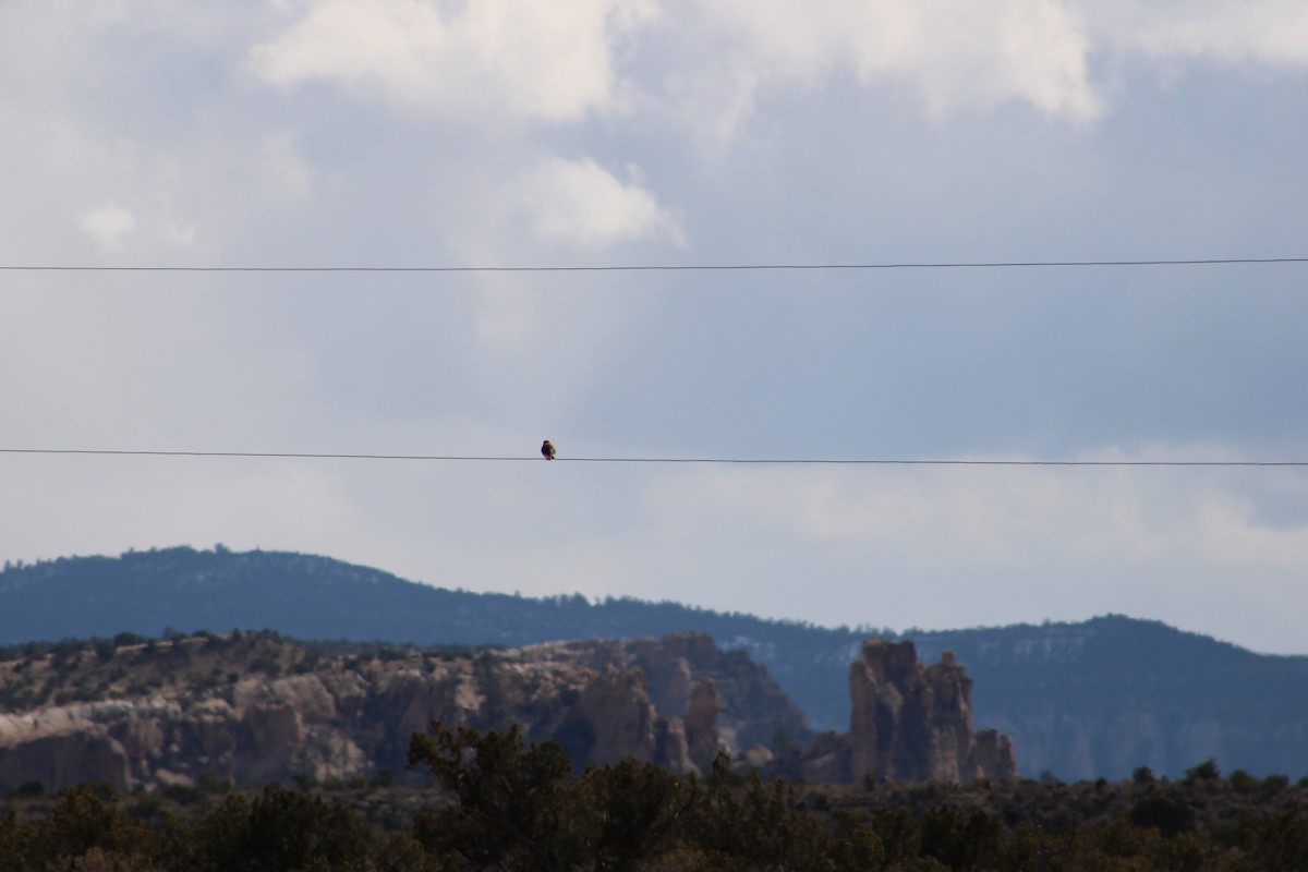 American Kestrel - ML546994951