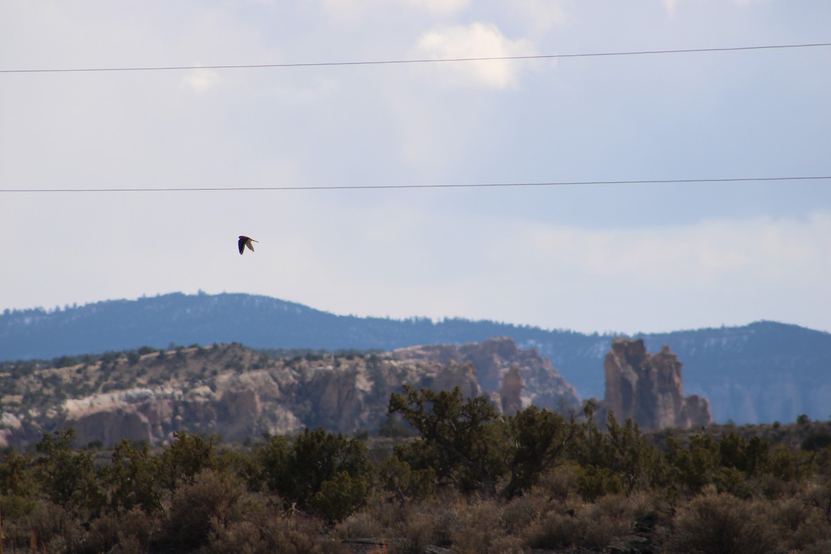 American Kestrel - ML546994971