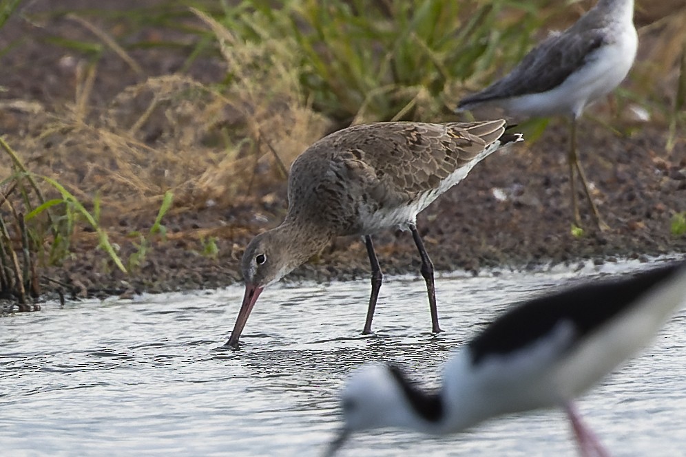 Black-tailed Godwit - ML546995051