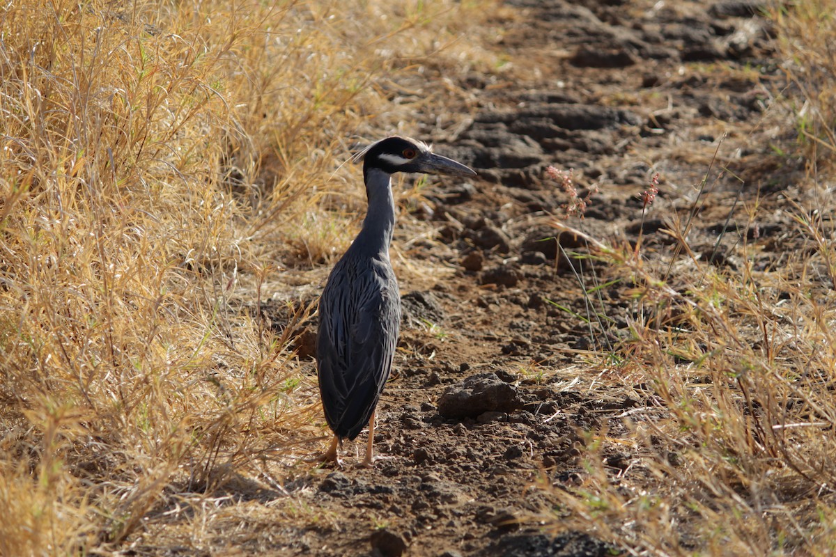 Yellow-crowned Night Heron - ML546995221