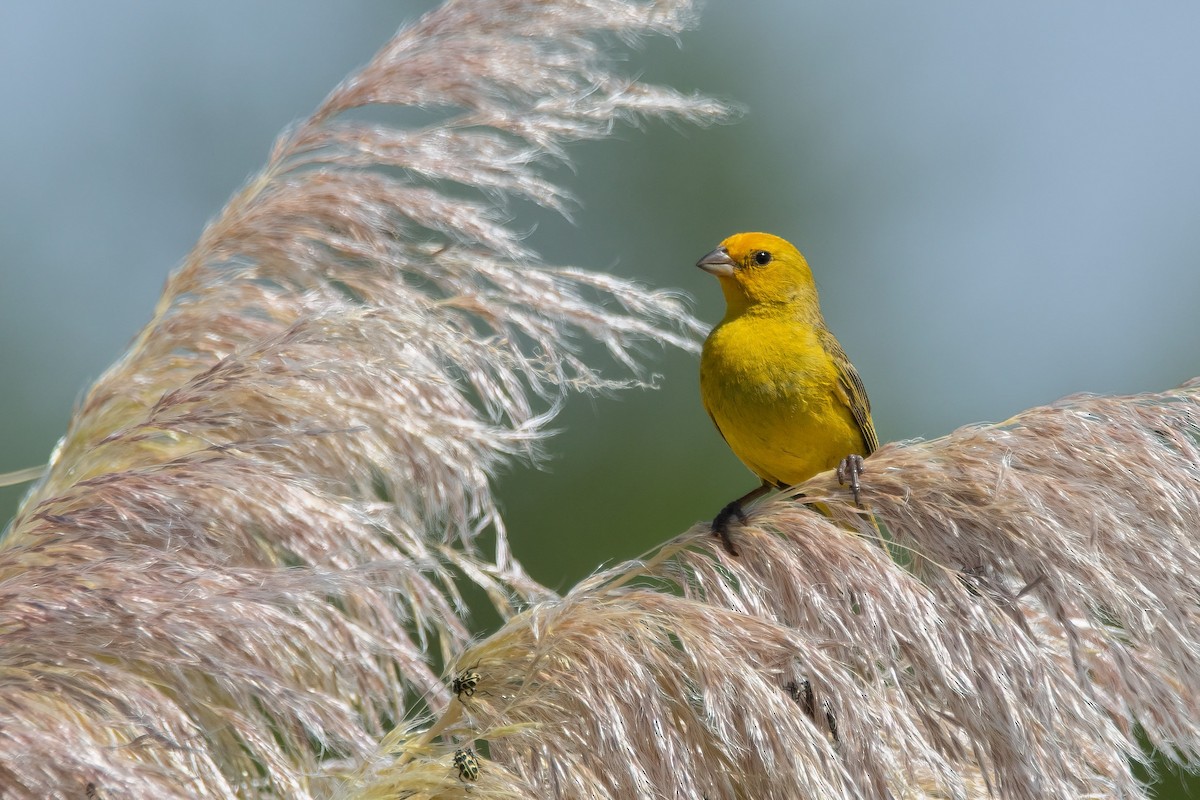 Saffron Finch - ML546995401