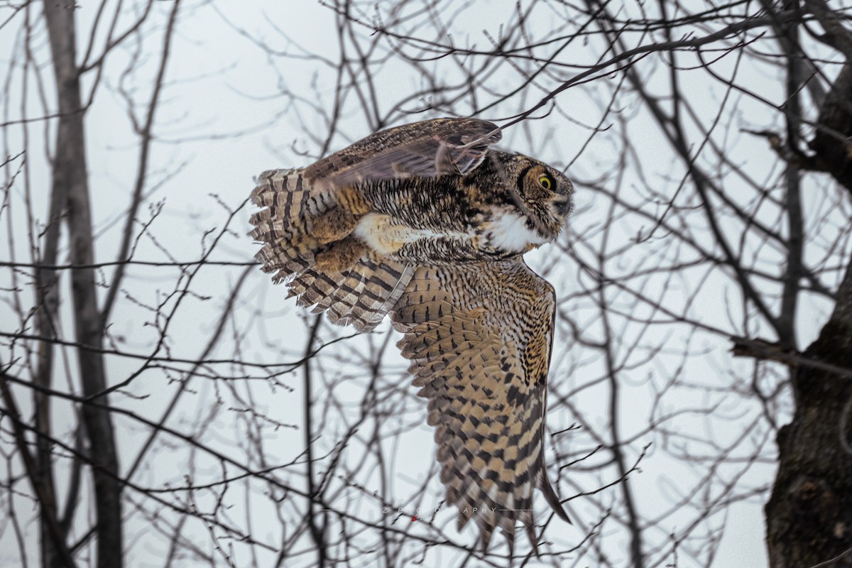 Great Horned Owl - ML546995731