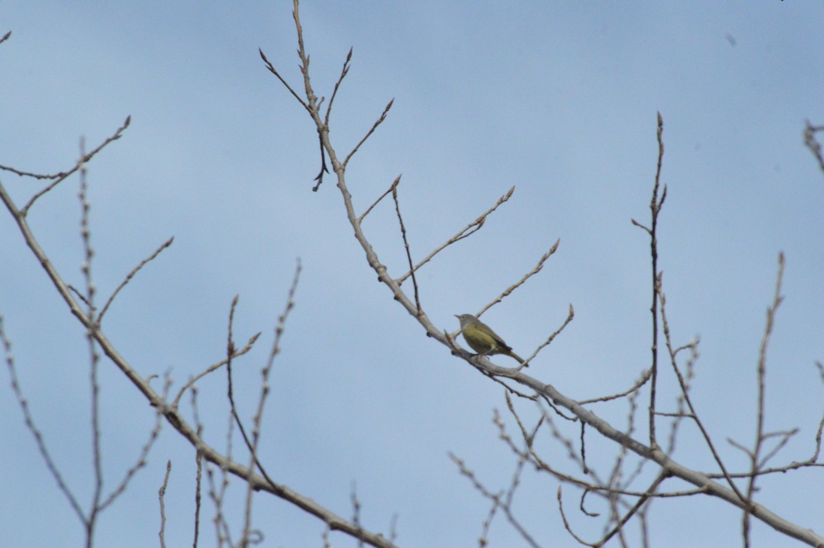 Orange-crowned Warbler - John Mitchell