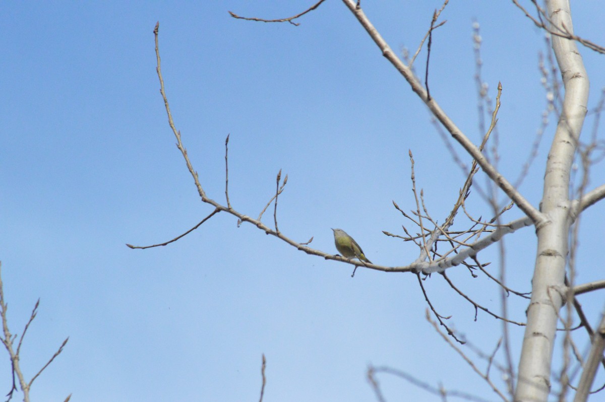 Orange-crowned Warbler - John Mitchell