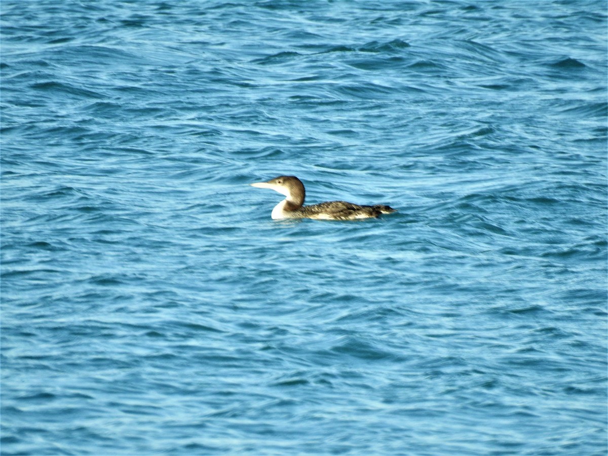 Plongeon huard - ML546996141