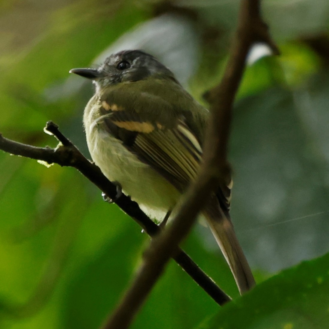 Slaty-capped Flycatcher (superciliaris) - ML546996251