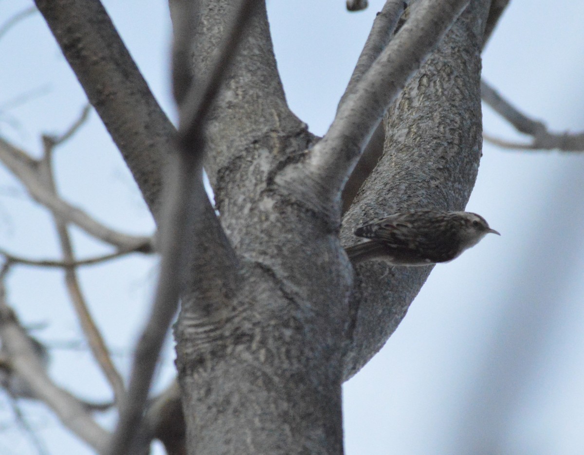 Brown Creeper - ML546996371