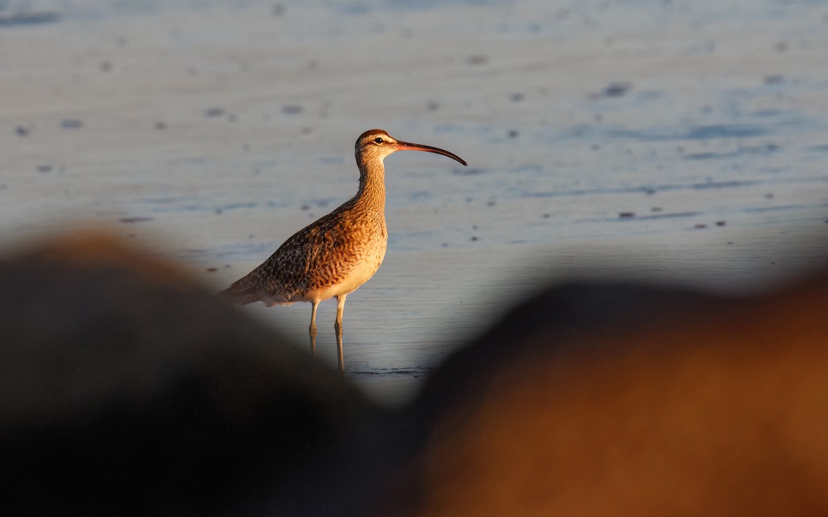 Regenbrachvogel - ML546996731