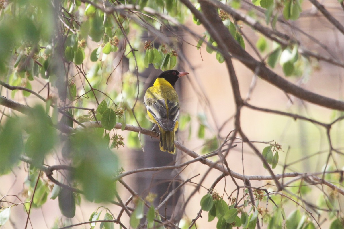 African Black-headed Oriole - ML546998751